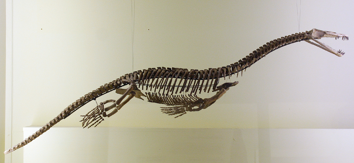파일:external/upload.wikimedia.org/Skeleton_Nothosauria_naturkundemuseum_Berlin.jpg
