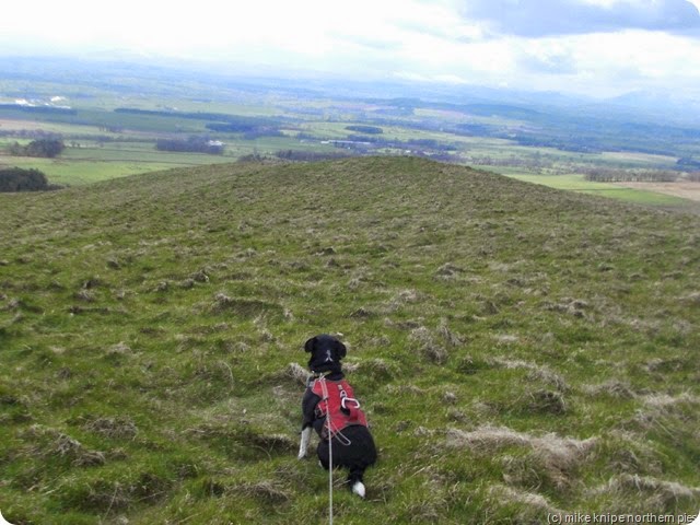 lucky sniffs the view