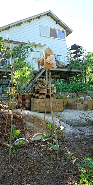 茄子の植え方。