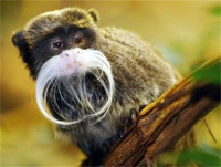 Emperor Tamarin monkey