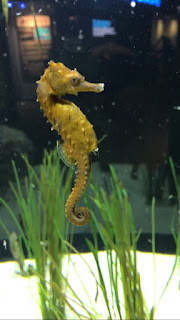 Lined Seahorse Island Ecology 2017