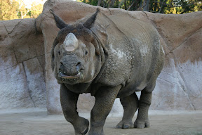 Rhinoceros, San Diego Zoo