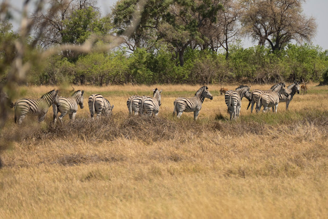 Botswana et Zimbabwe en octobre BotsZim_Oct2015_158