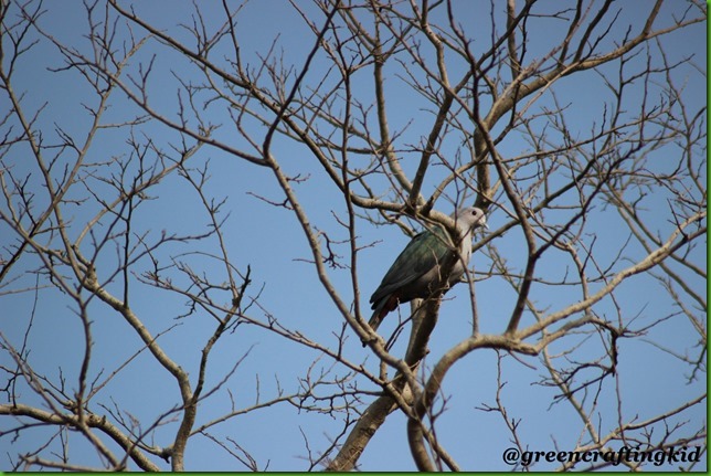 green imperial pigeon