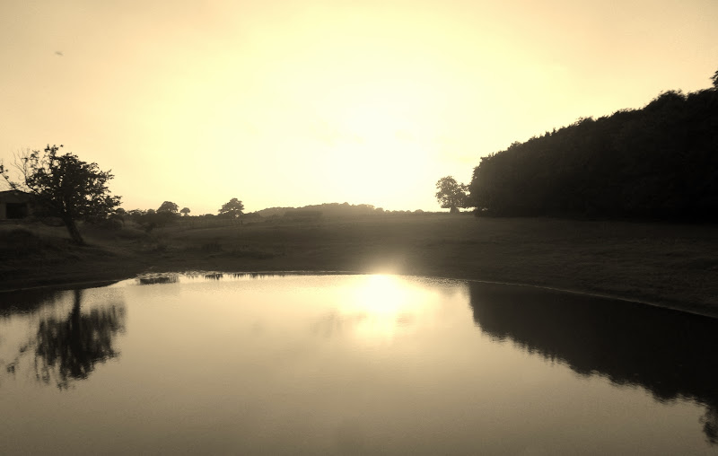 Pond near the wood