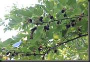 Mulberry picking in the rain and bugs?