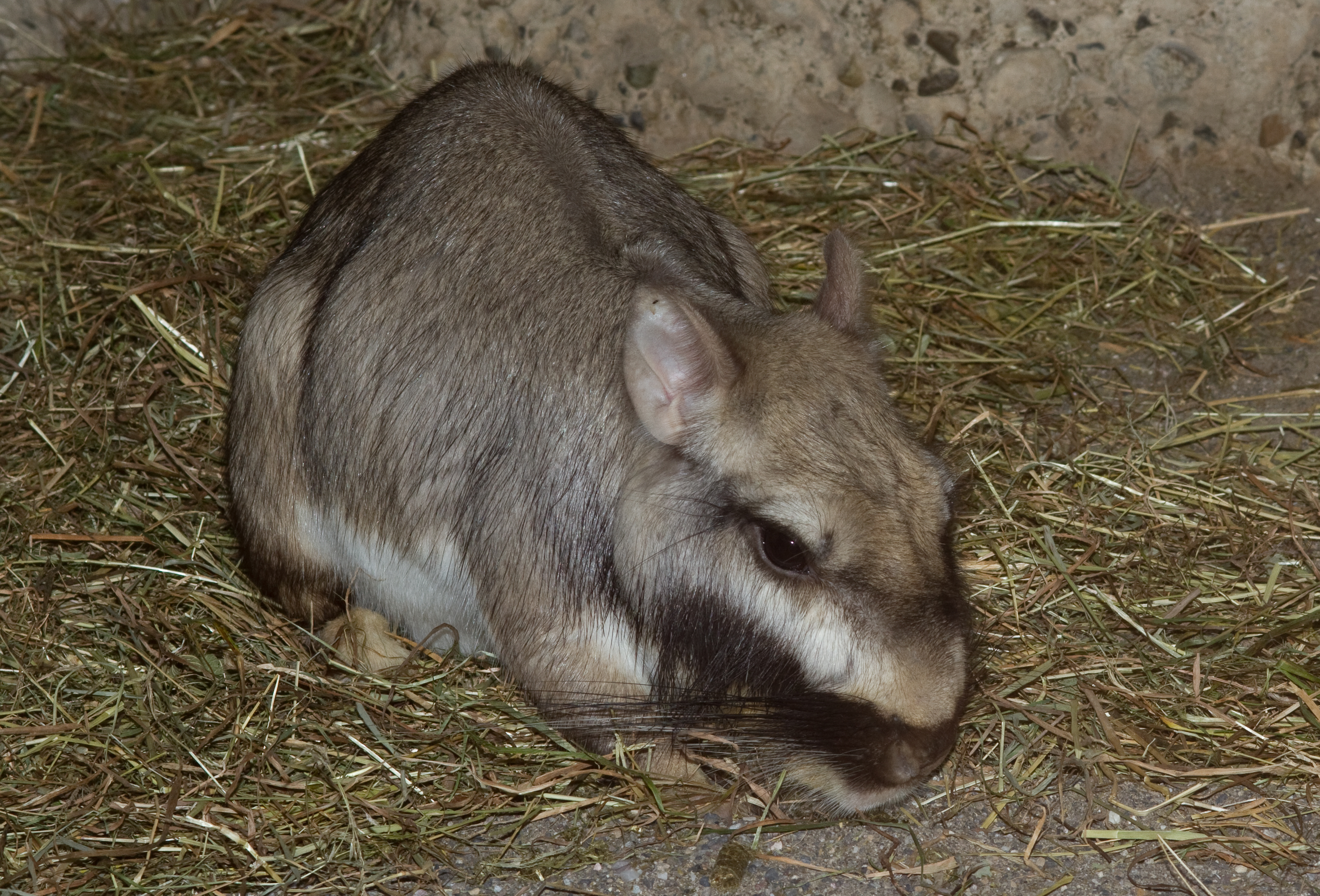 파일:external/upload.wikimedia.org/Lagostomus_maximus%2C_Plains_Viscacha.jpg