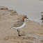 Red-capped Plover