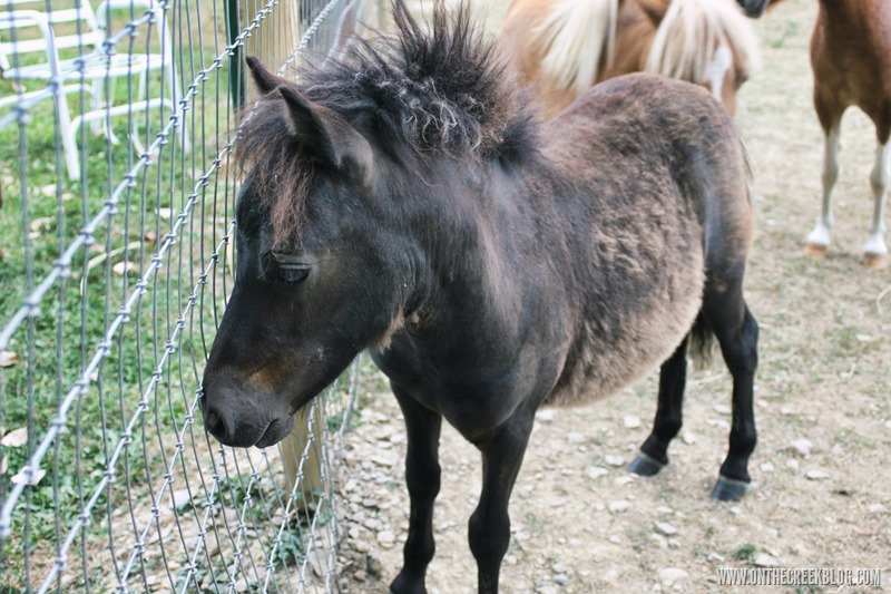 Sergio the baby pony