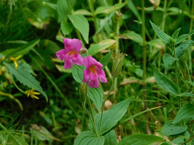 C055_CAN BC Wells Gray PP Trophy Alpine Meadows_2018-08-11_DSCN2224