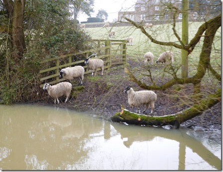 4 sheep in the snow