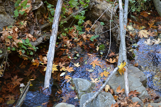 leaf covered clear water