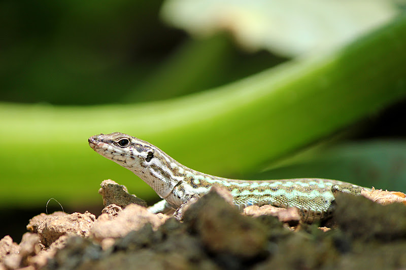 Un petit bain de soleil ? Lezard