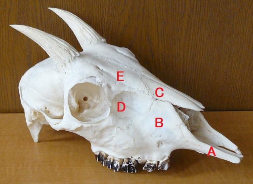 故有事 カモシカとヤギの頭骨の違い The Skull Differences Between Japanese Serow And Goat