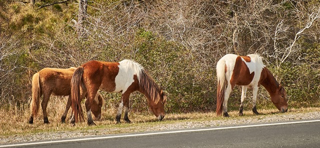 assateague 4