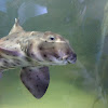 Horn Shark