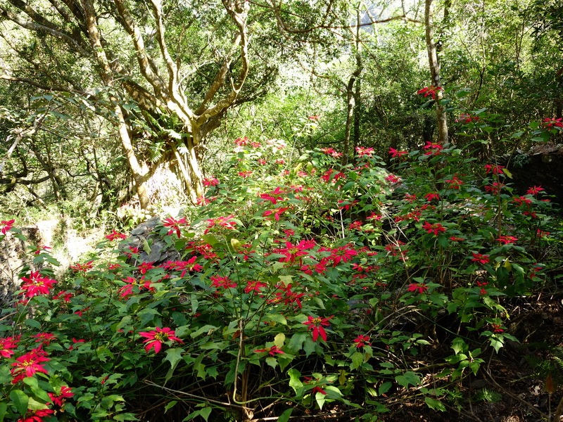 2014_0101-0105 萬山神石、萬山岩雕順訪萬頭蘭山_0131