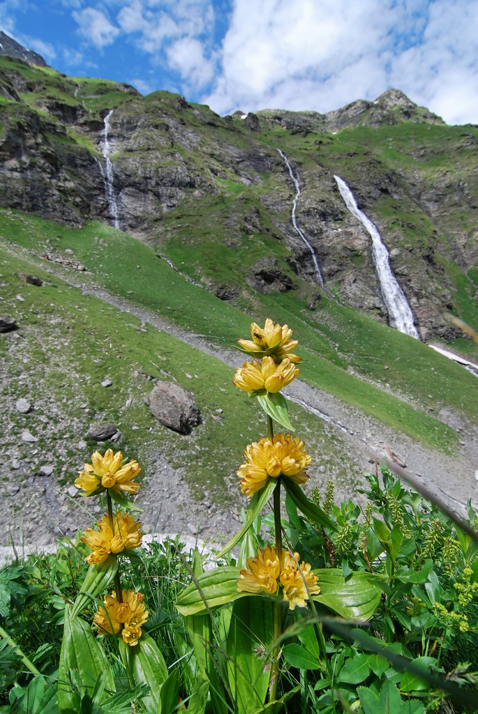 Fiori e acqua di spalomar