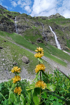 Fiori e acqua di spalomar