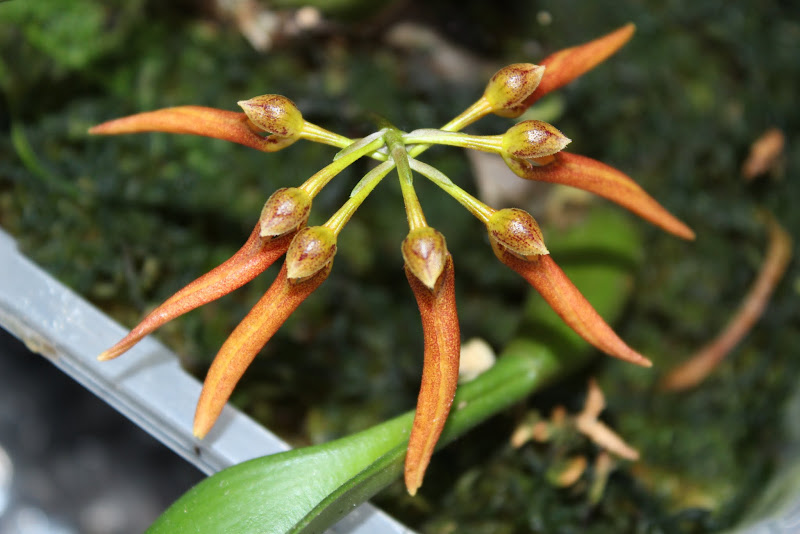 Bulbophyllum helenae IMG_4452