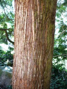 Żywotnik olbrzymi kora Thuja plicata bark