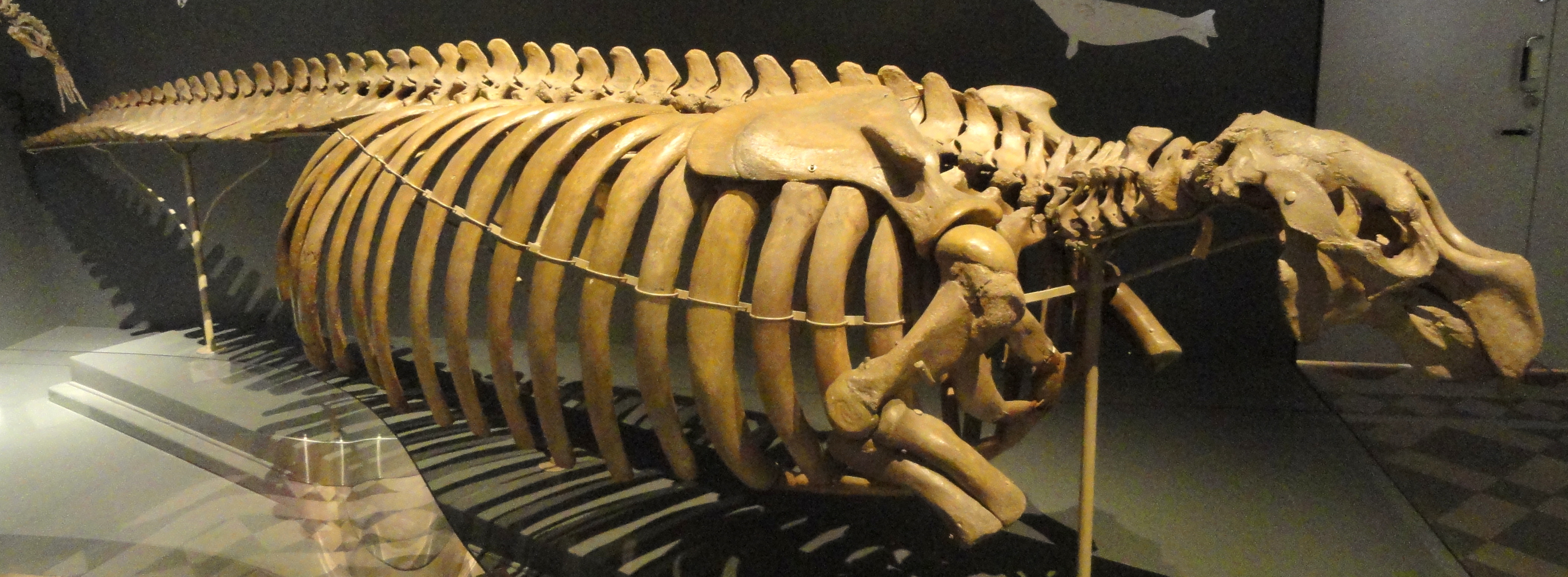 파일:external/upload.wikimedia.org/Hydrodamalis_gigas_skeleton_-_Finnish_Museum_of_Natural_History_-_DSC04529.jpg