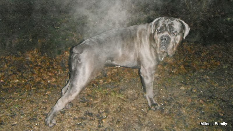 CANE CORSO DSCF4104