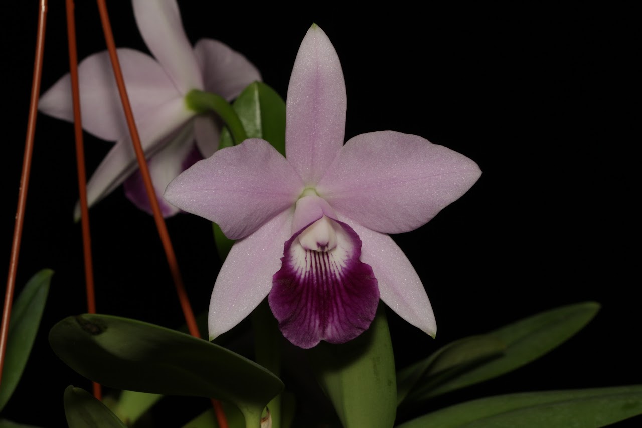 Cattleya IMG_8093