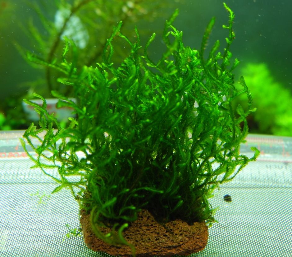 Таксифиллум пламенный (Мох пламя, Flame moss) (Taxiphyllum sp. Flame moss)