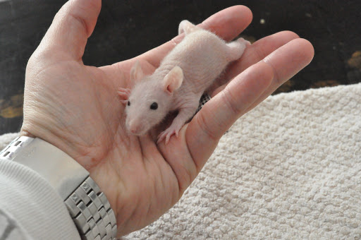 [ADOPTION CLOSE TOUS PARTIS :) ] PORTEE RATS NUS Peach x Kojak  DSC_0355