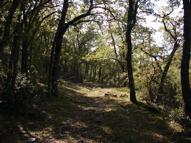 bosque de robles