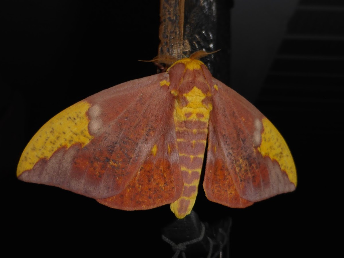 Imperial Moth