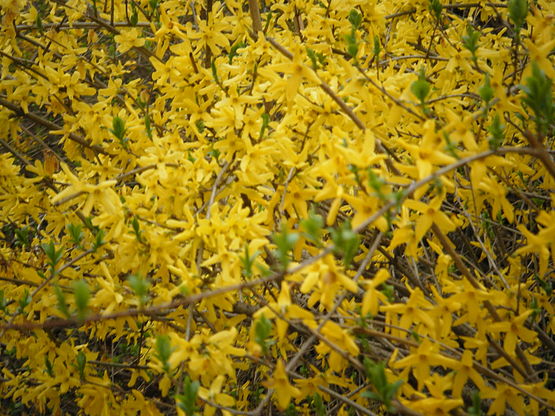 파일:external/upload.wikimedia.org/555px-Korean_forsythia_03_20100411.jpg