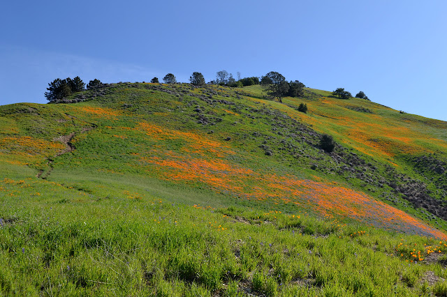 orange and purple field beside the track