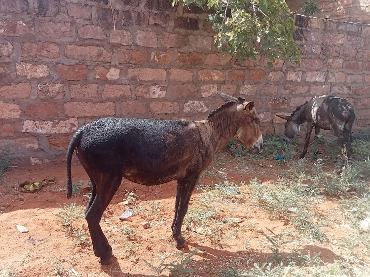 The donkeys which were pulling the cart containing controlled Improvised Explosive Devices.