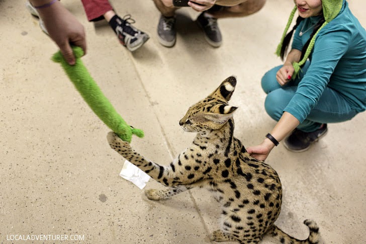 African Serval Cat Pictures.