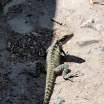 Lizard on track (78961)