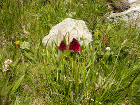 Nigritelle, Nigritella rhellicani, famille: Orchidacées. nigritelle Nigritella rhellicani Orchidacees.JPG