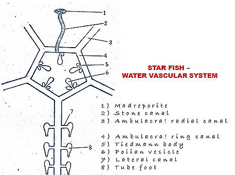 starfish-water vascular system