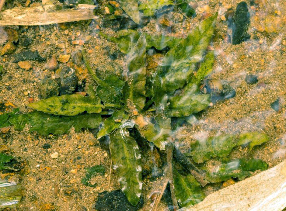 Криптокорина карликовая (Cryptocoryne pygmaea)