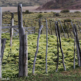 Curral de flores, Cuevas de Las Manos, Argentina