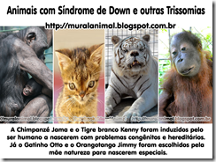 animais_down_trissomias