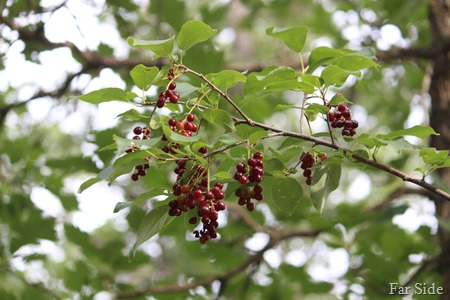 Chokecherries