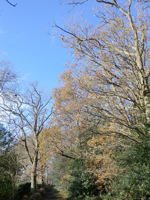 CIMG6338 Finchampstead Ridges in winter