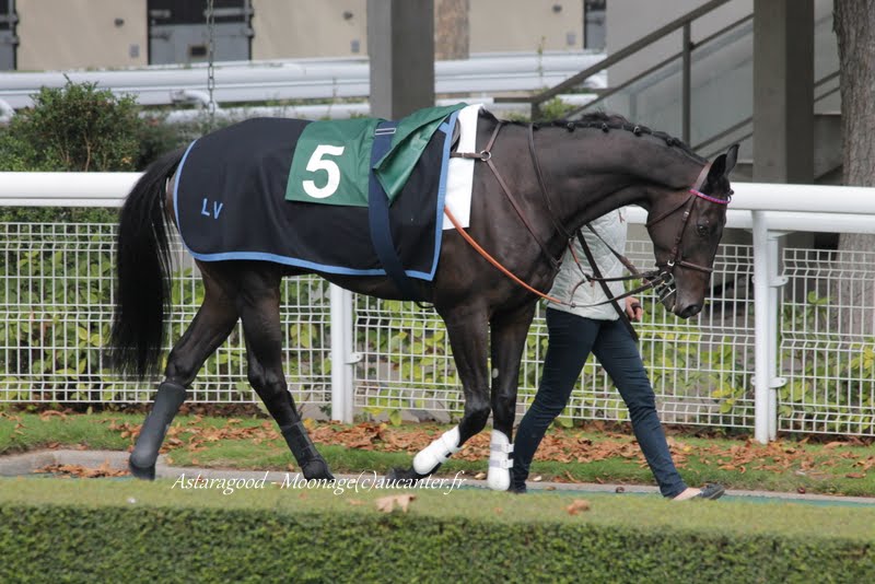 Photos Auteuil 26-09-2015 IMG_3862