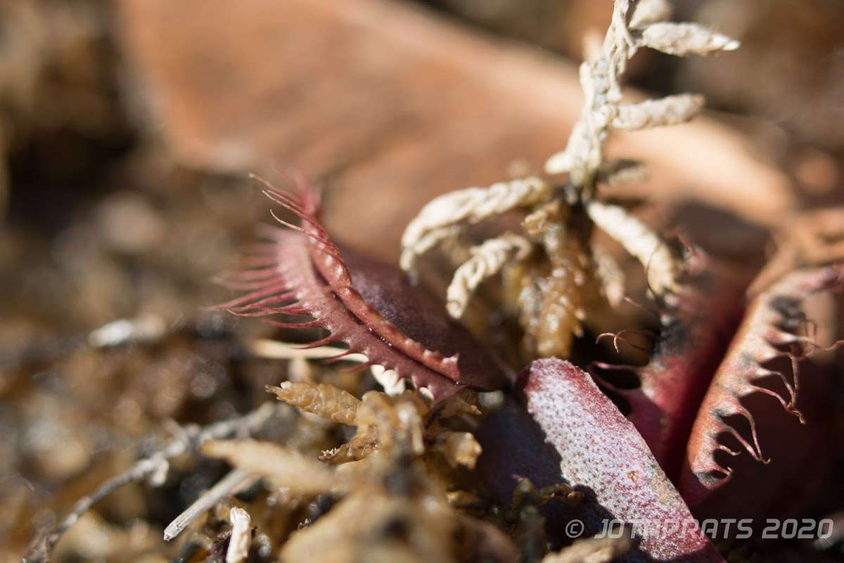 Venus Flytrap