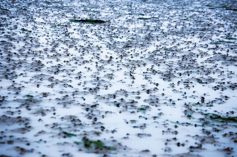 wadden-sea-hiking-12