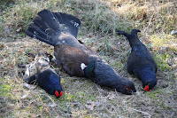 Caccia al gallo cedrone e gallo forcello in Bielorussia