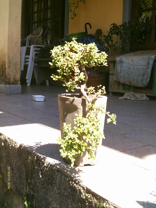 Pré de Cotoneaster Horizontalis... IMAG0054