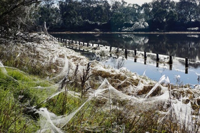 Milhões de aranhas chovem sobre a Austrália 02